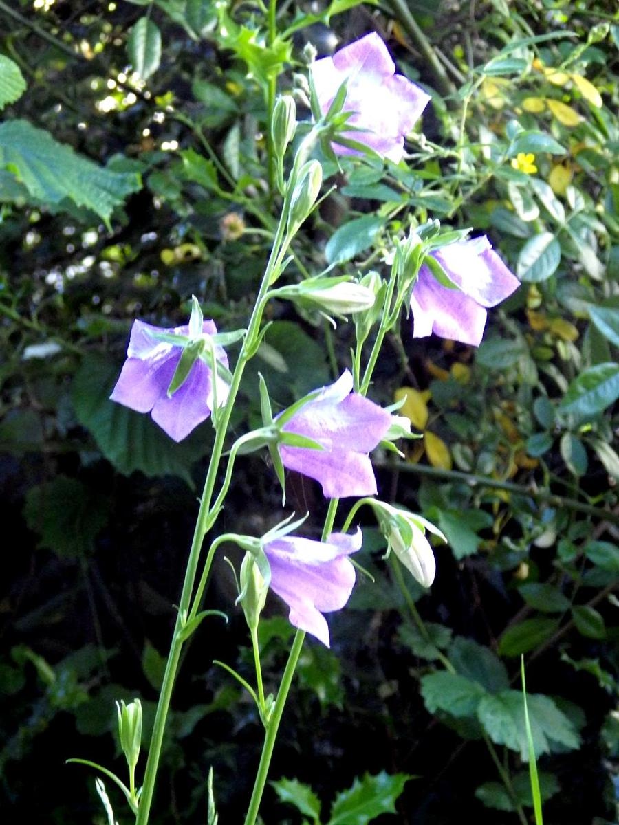 IMGP0911