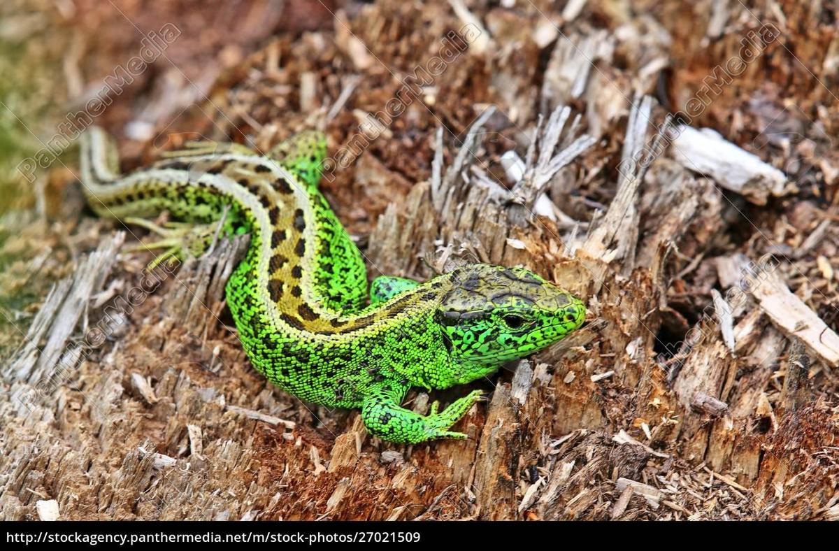  zauneidechse-lacerta-agilis-mnnchen 270