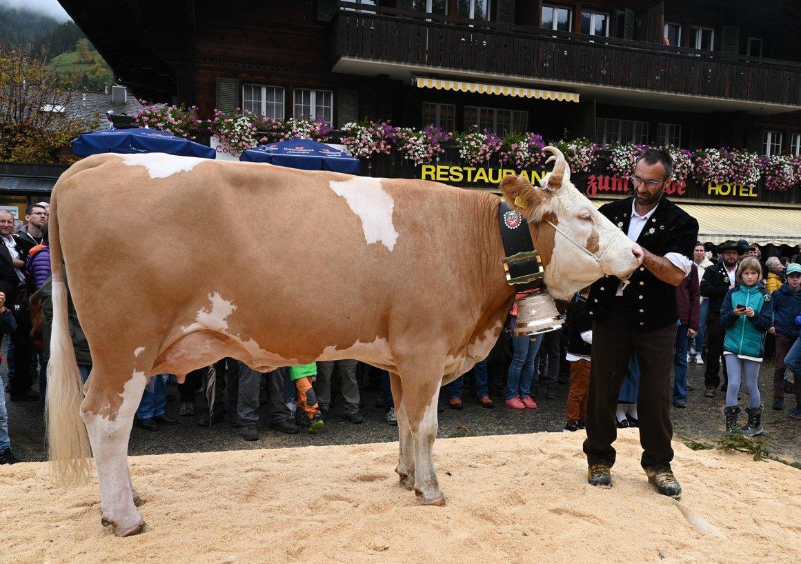 Miss Lenksimmental Selina - Copy