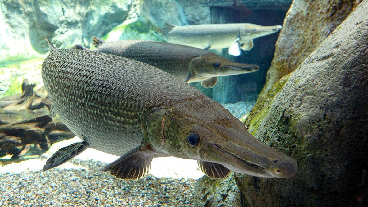 alligator-gar-1