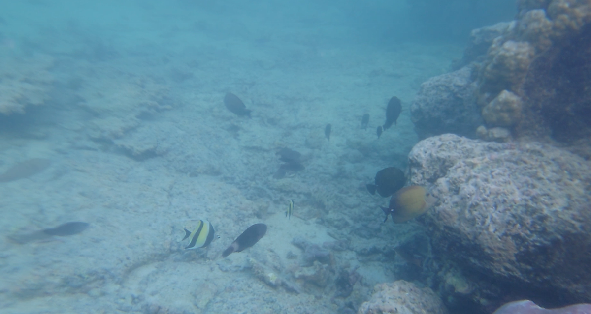 fisch4