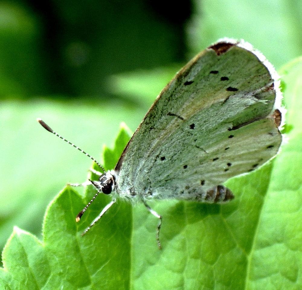 s KK 0809 Faulbaumbluling Celastrina arg