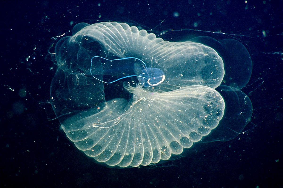 blue-tailed-giant-larvacean-bathochordae