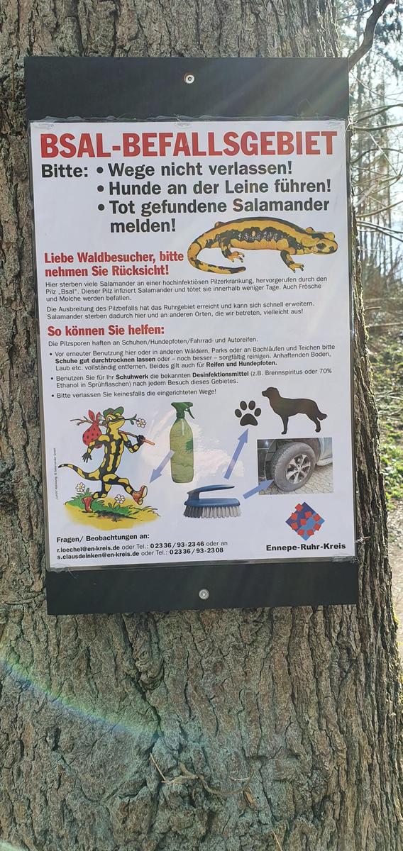 BSAL Batrachochytrium salamandrivorans H