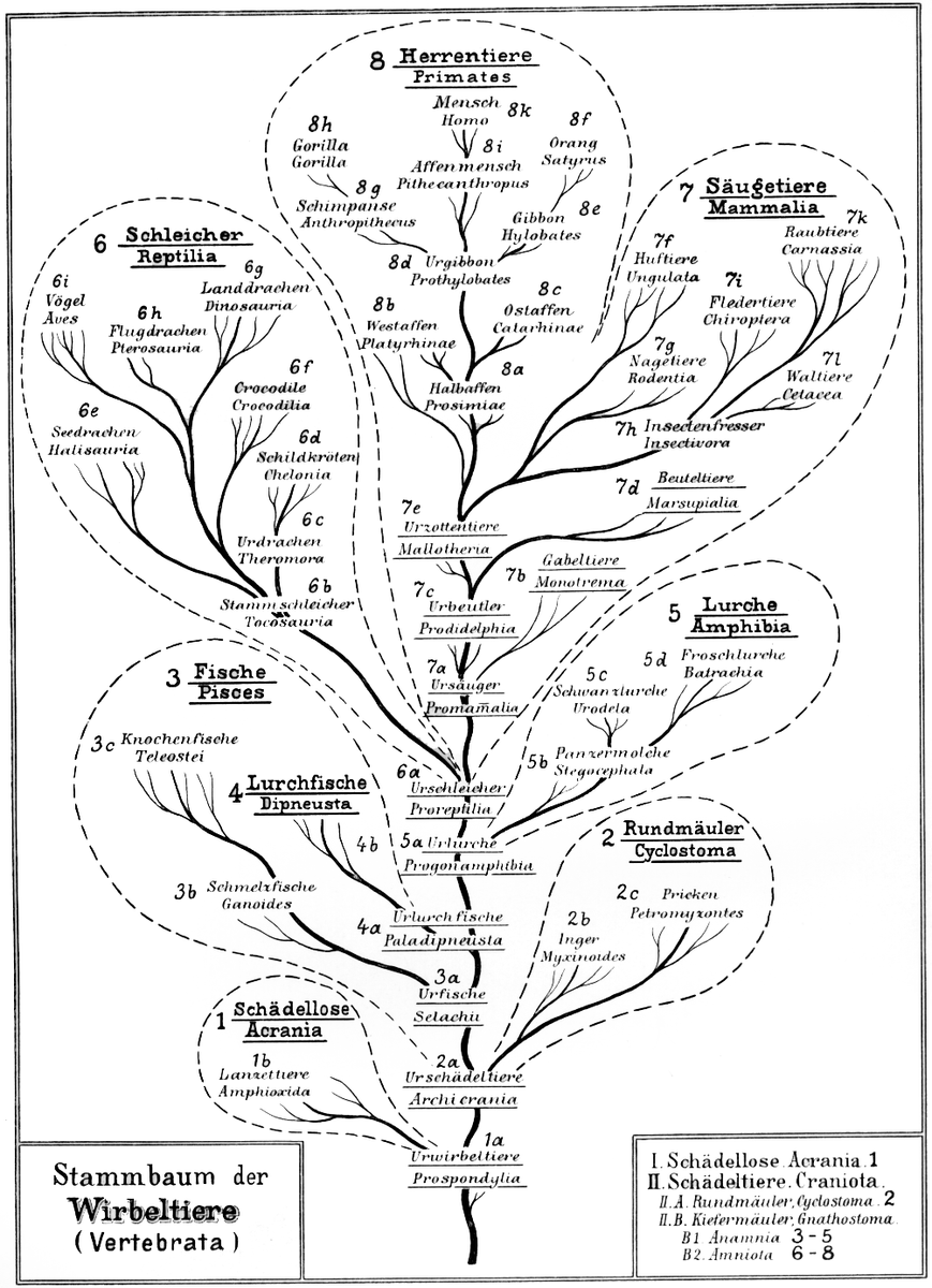 Vertebratenstammbaumhaeckel1905