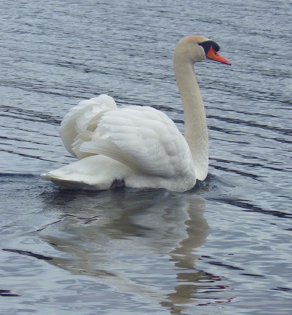  KK 4255 Schwan