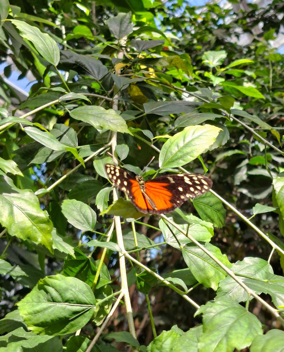 Palmengarten 010