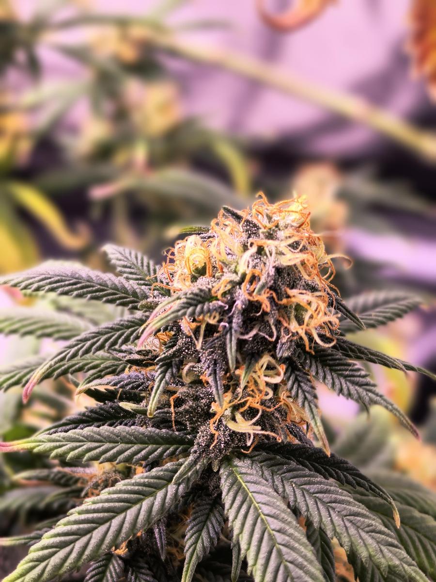 IMG 20260204 150742603 HDR PORTRAIT