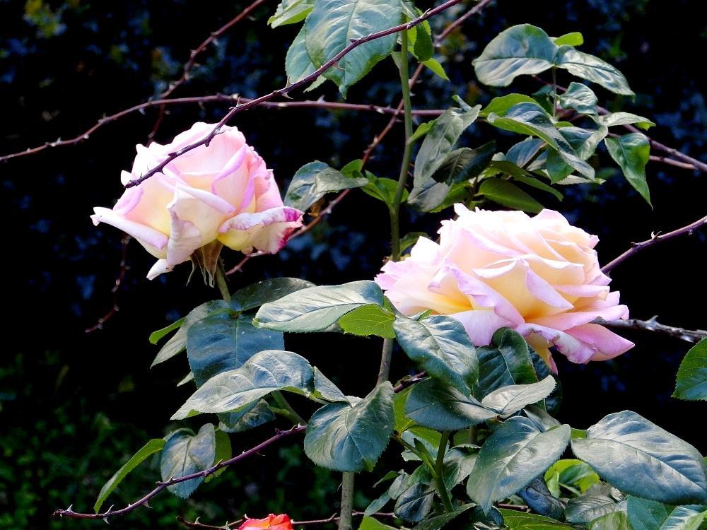 IMGP0180