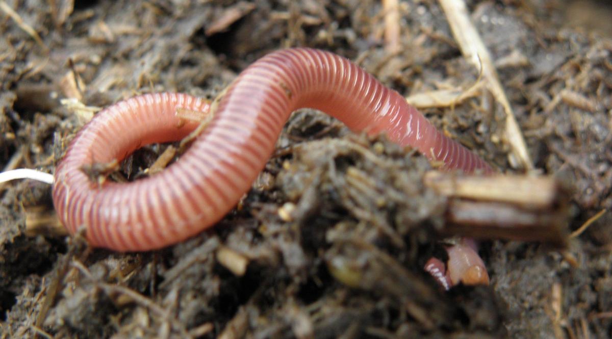 Eisenia foetida bearb