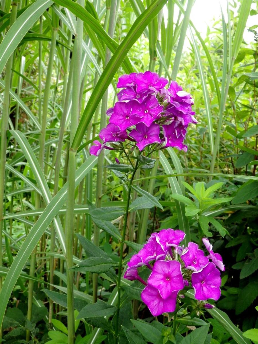 phlox  KK 0817