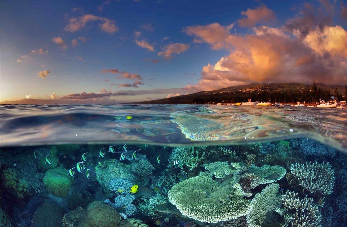Lagon