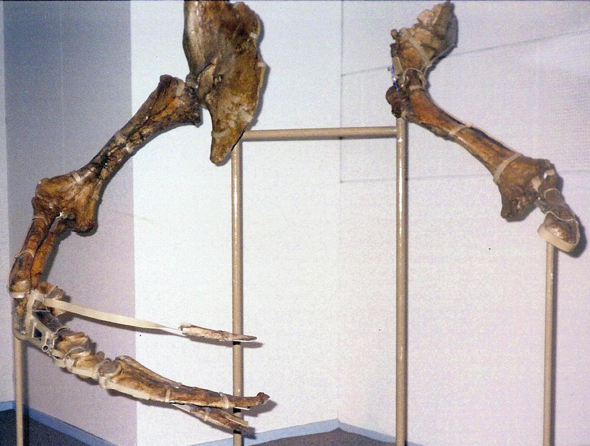 Therizinosaurus