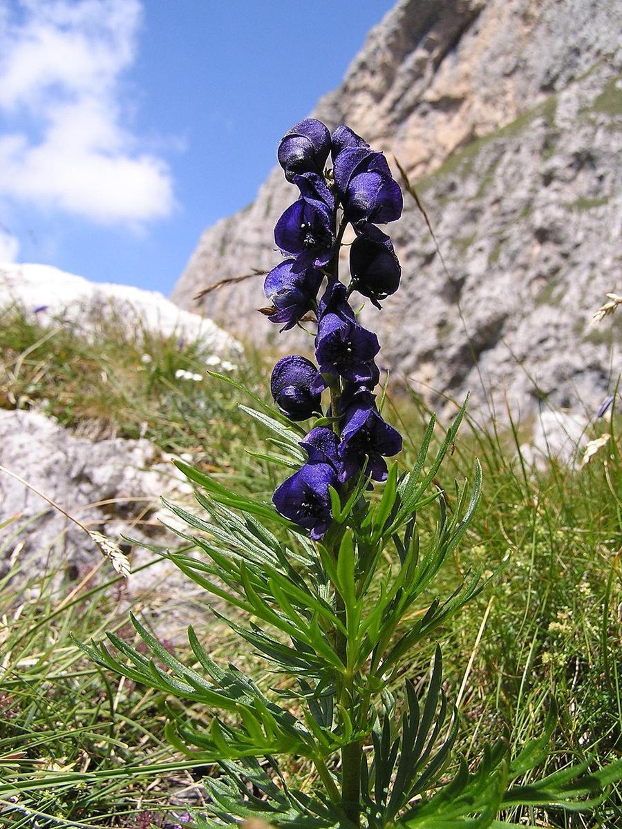 1200px-Blauer Eisenhut Dolomiten