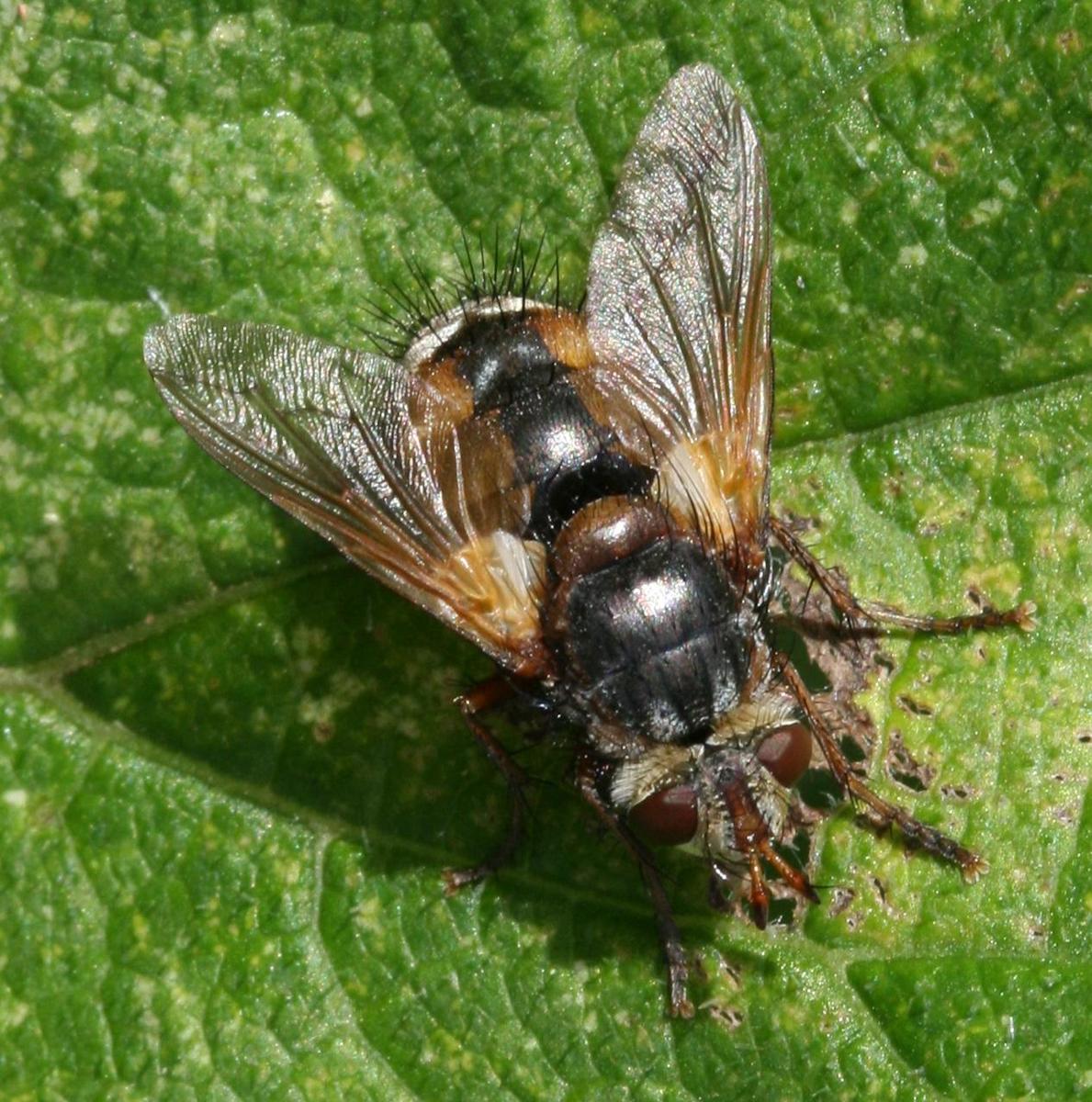 Tachina fera - female - Flickr - S. Rae 