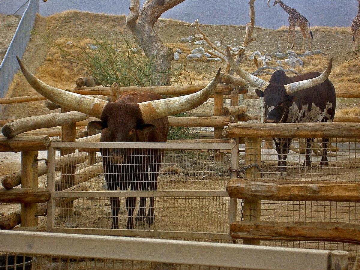 1280px-Ankole-Watusi-cattle