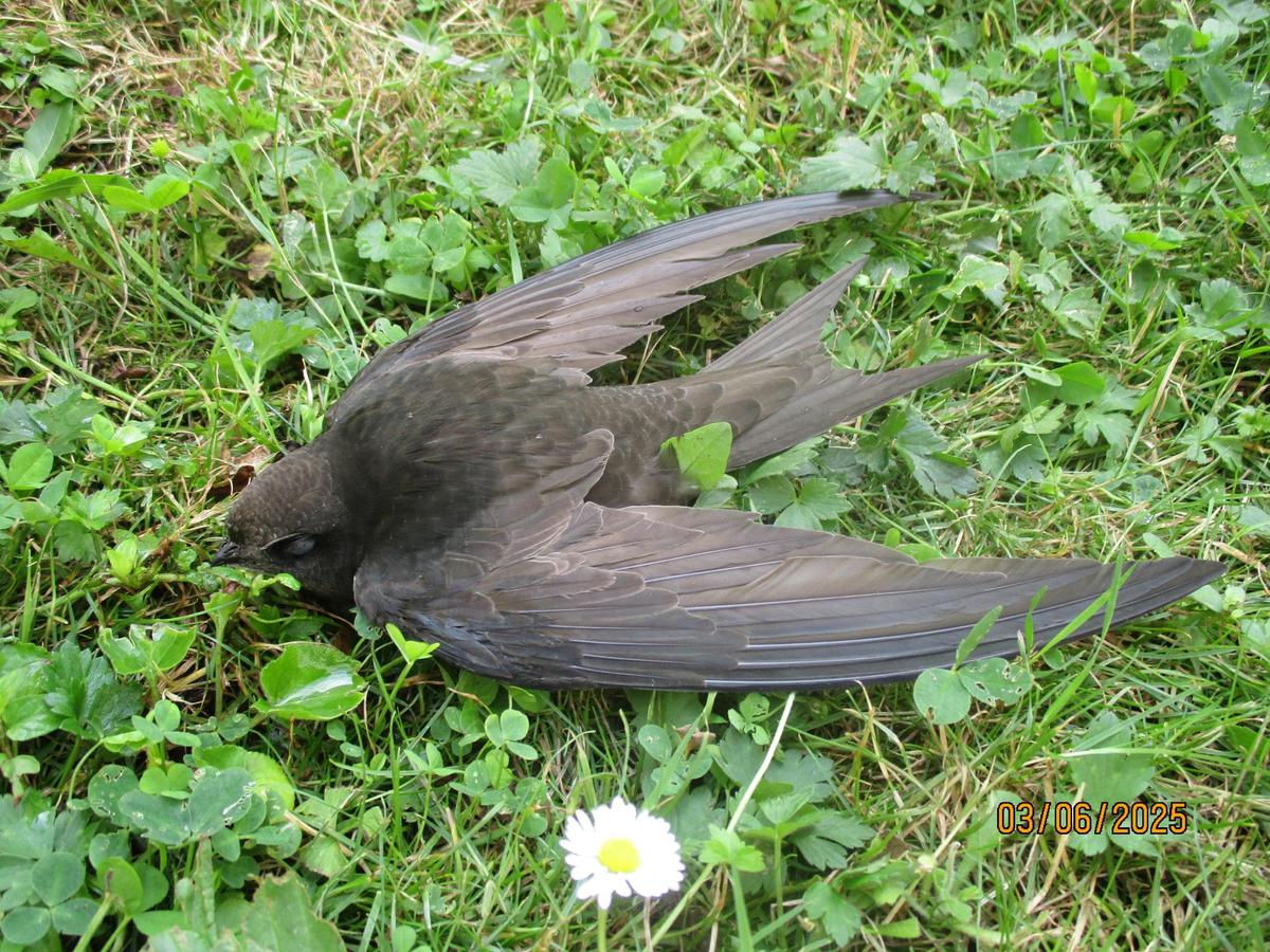 IMG 9843