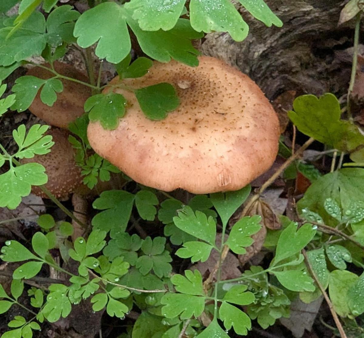 f057fcc9-e11d-4341-9a39-e8a513c2a123 cop