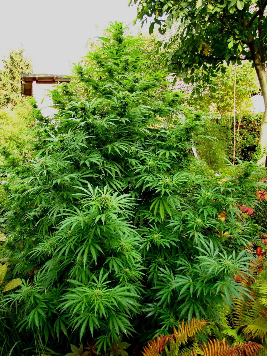 gartencoach cannabis gro-C3-9F7378.jfif