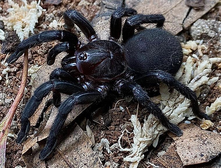 Idiommata-blackwalli-female-Perth-WA