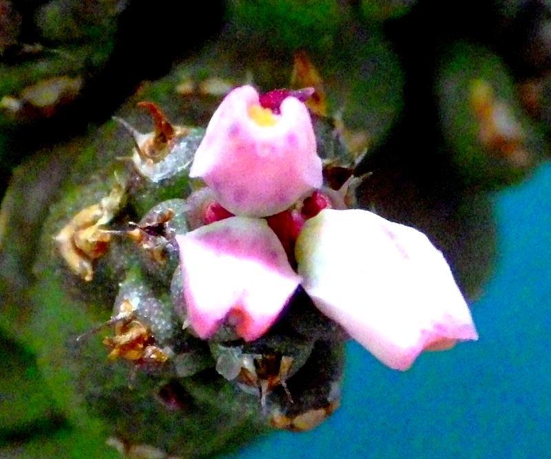 IMGP0267