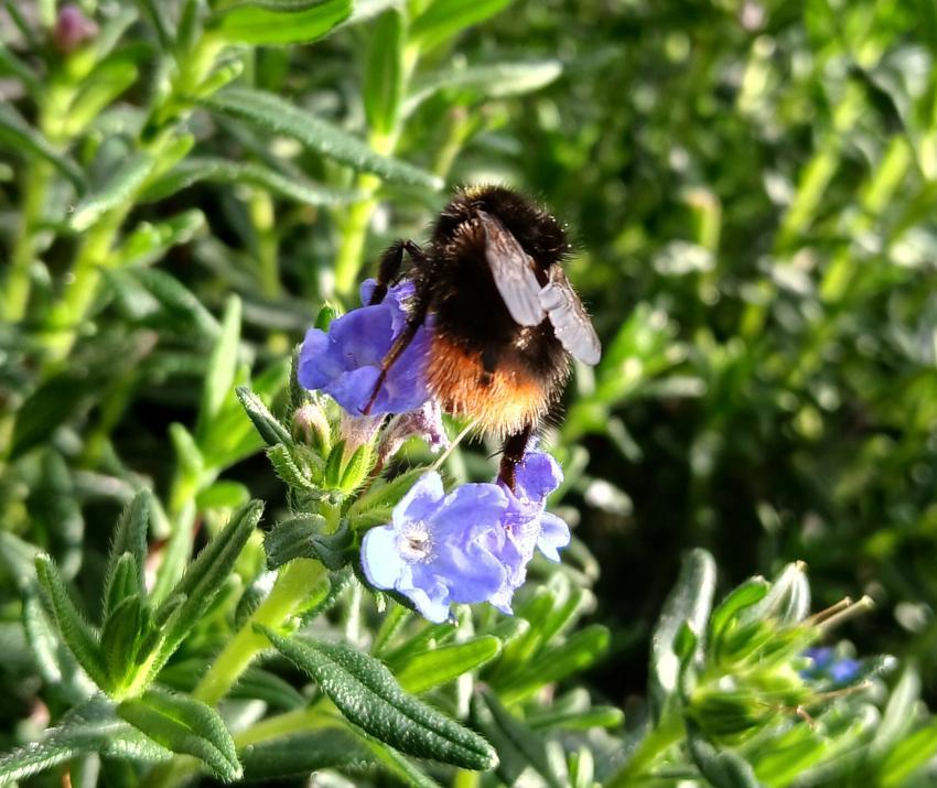 Steinhummel