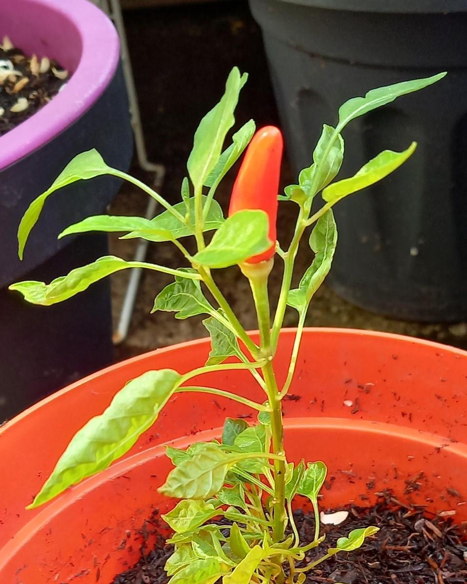 20240819-Chilli