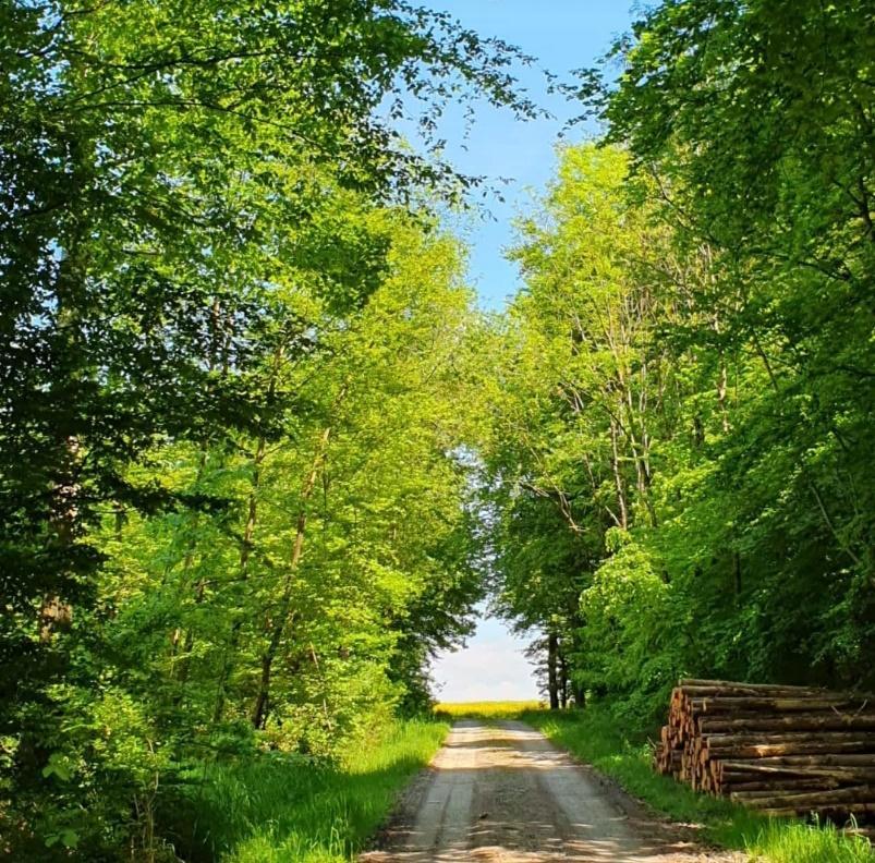 Weg aus dem Wald