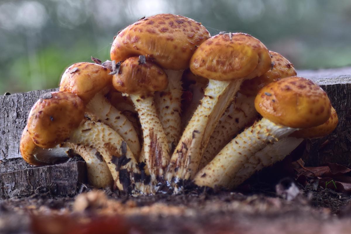 Pholiota aurivella 01