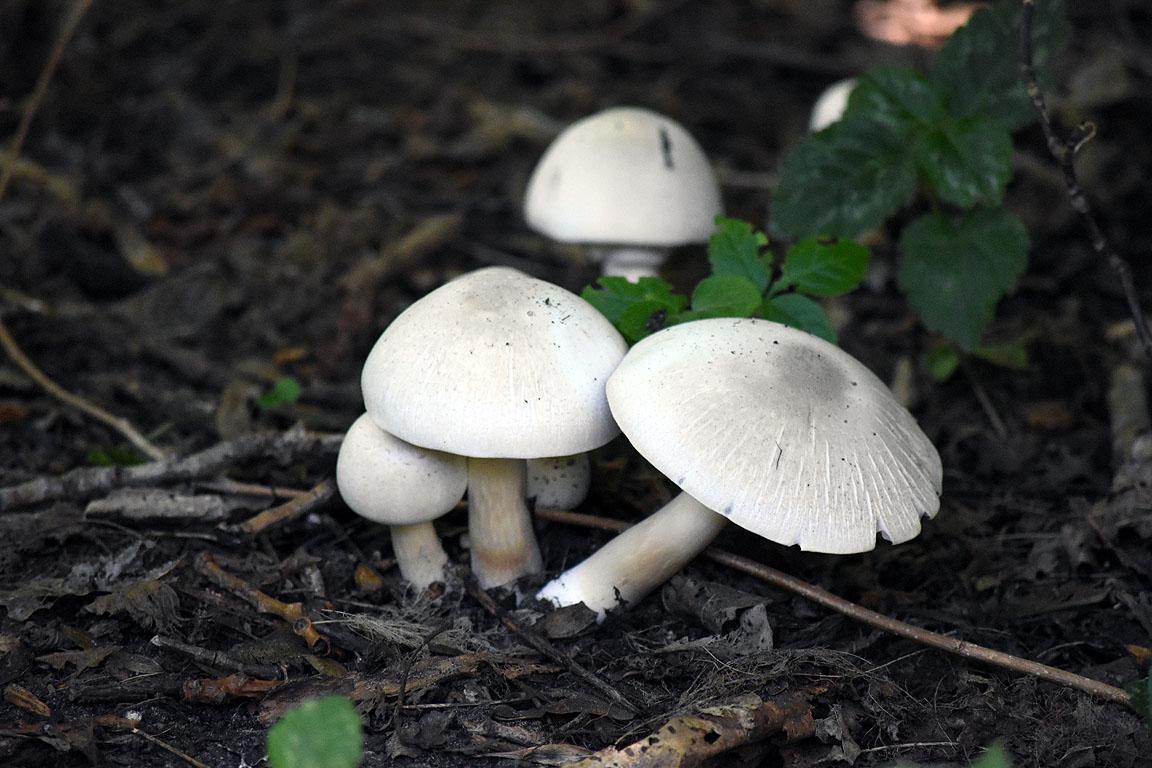 58dfcb91-f240-48f0-861e-6f29e2179908
