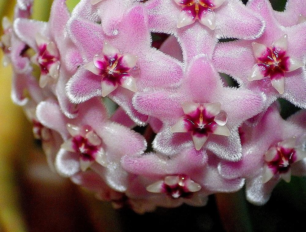 IMGP0966