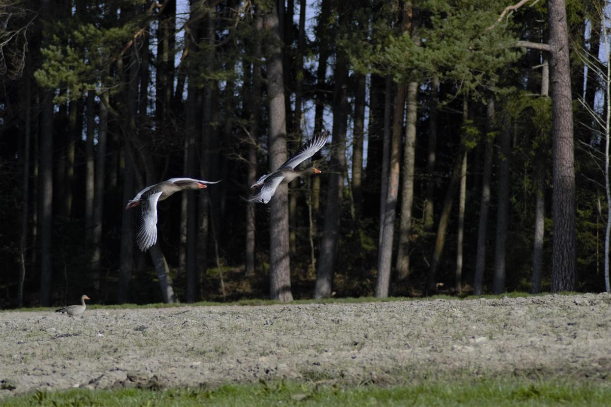 Graugnse im Feld