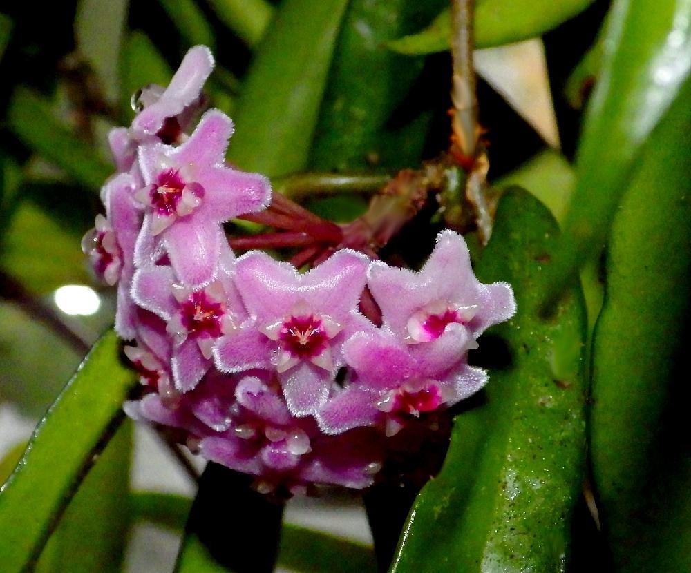 IMGP0293
