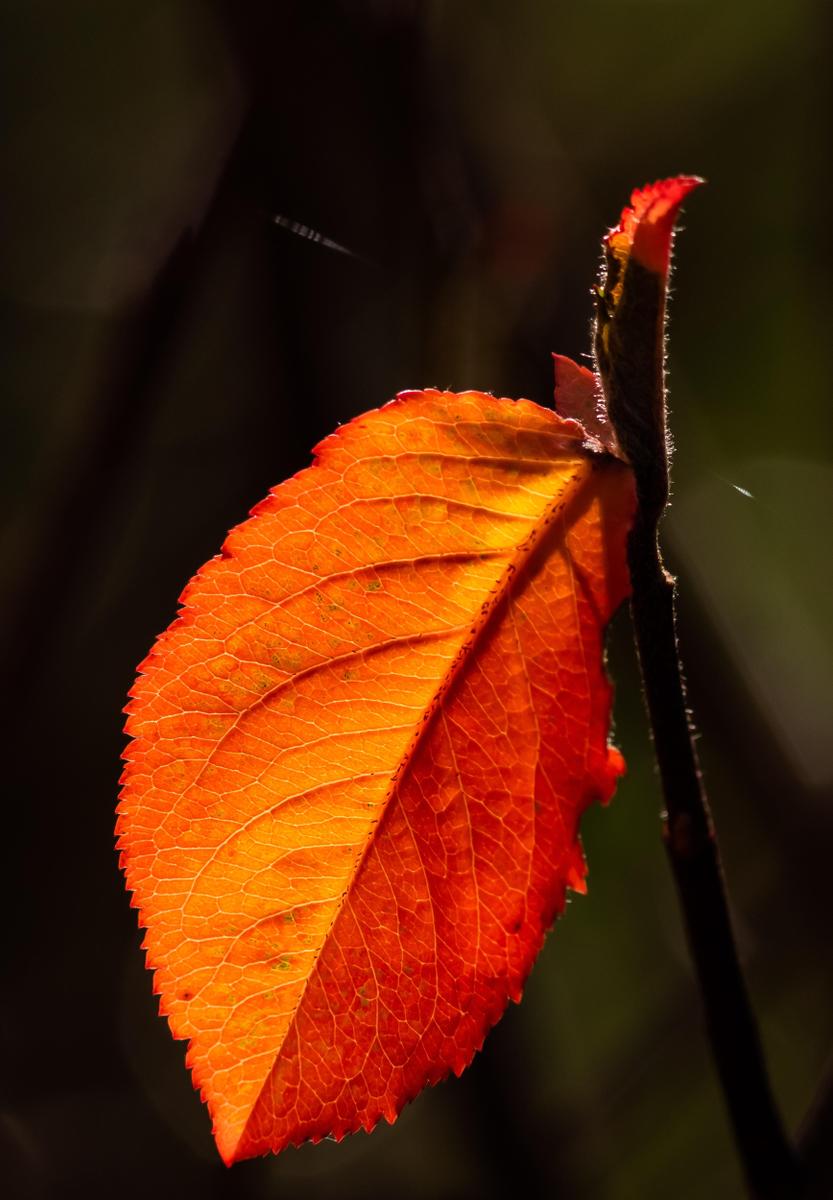 ltapsah-leaf-7557284