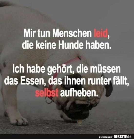 hund221