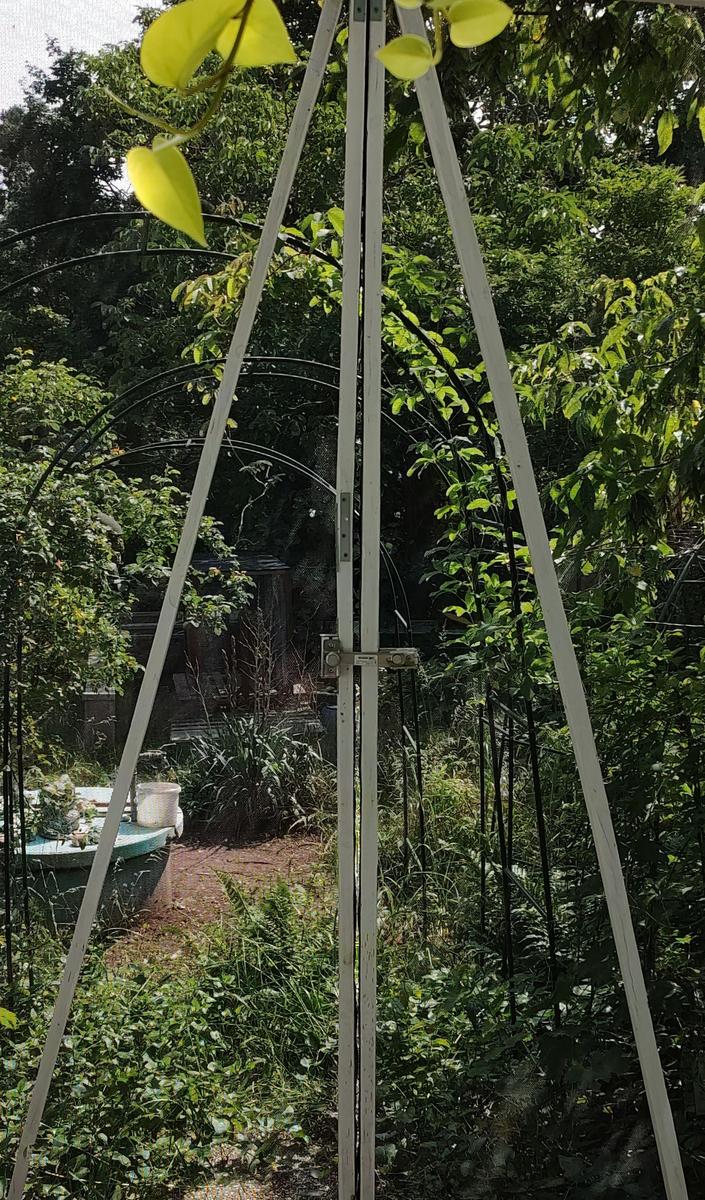IMG 20250610 1038132
