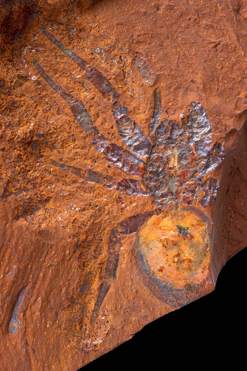fossilsed Spidermergamonodontium mcclusk
