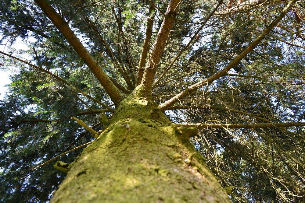 baum von unten