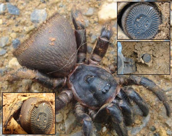 Cyclocosmia