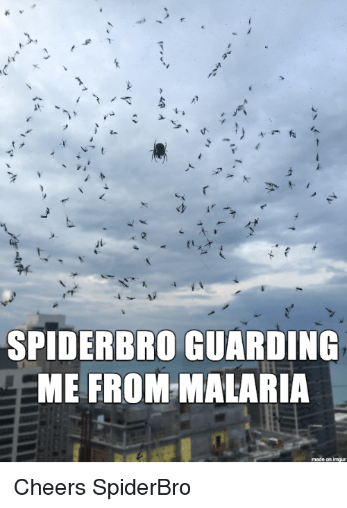spiderbro-guarding-me-from-malaria-made-