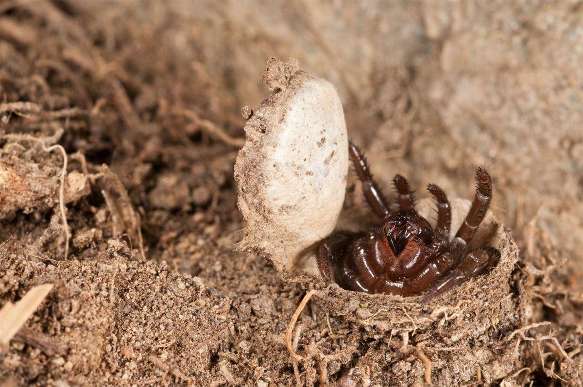 trap-door-spider-cteniza-moggridgei-ligu