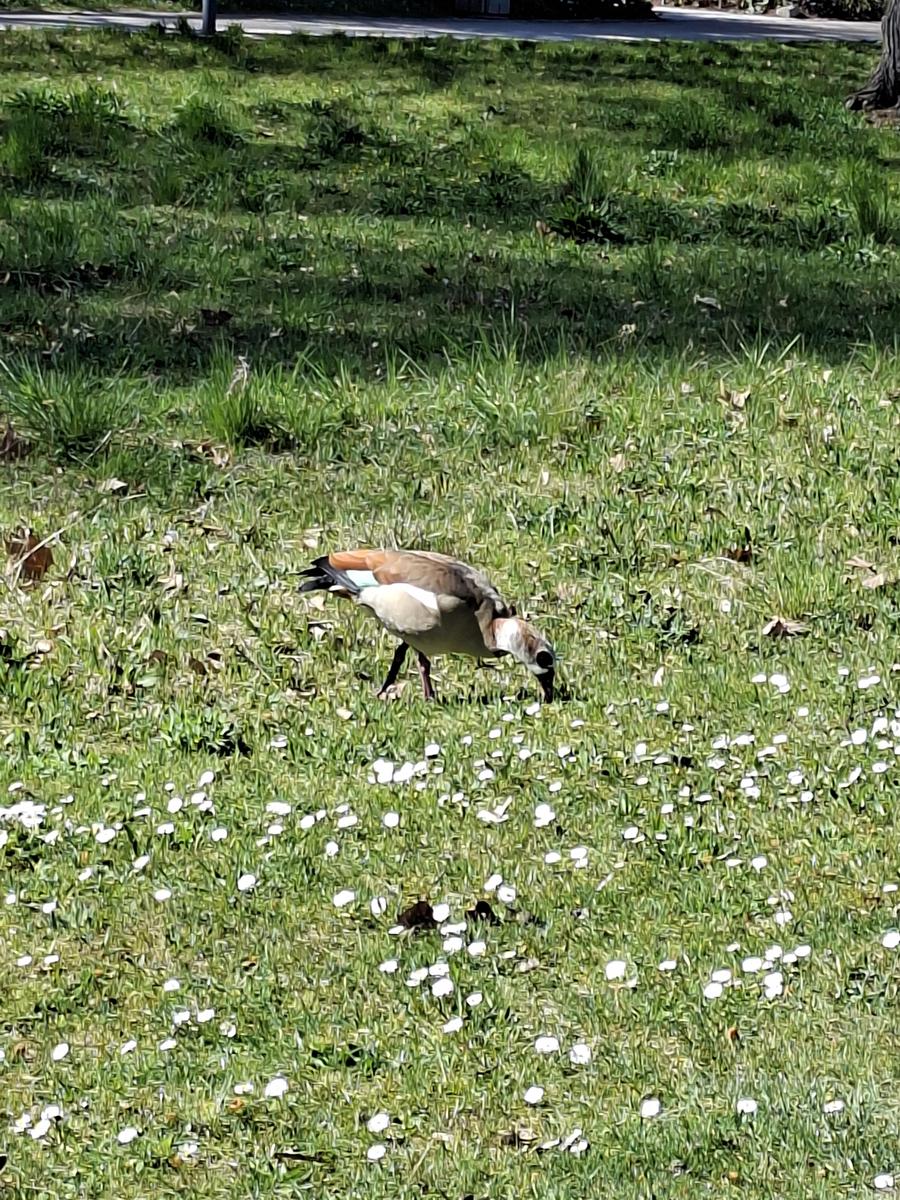 Palmengarten 058