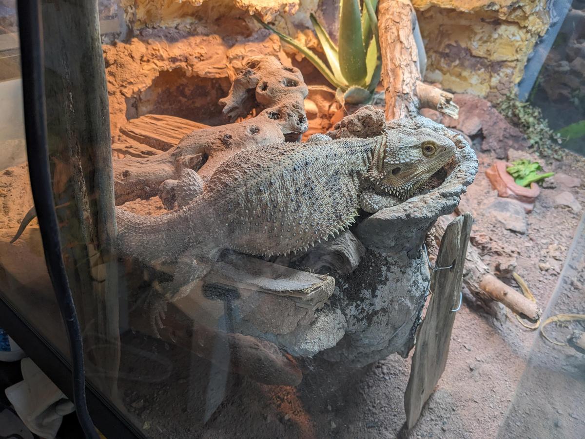 tacos headrest
