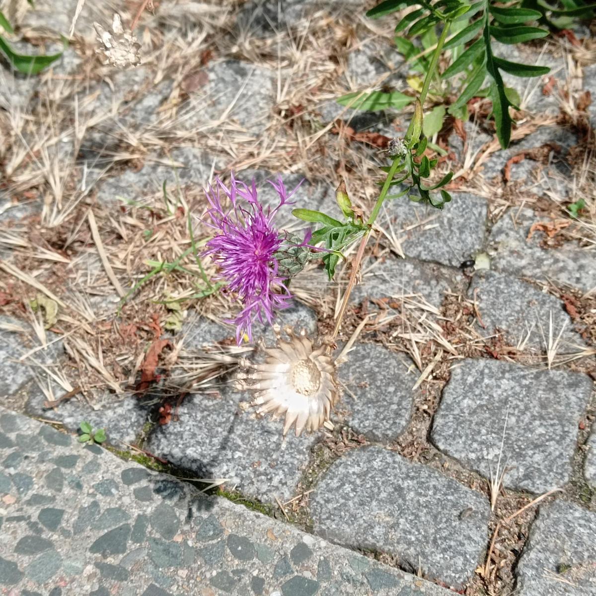 IMG 20230705 124745