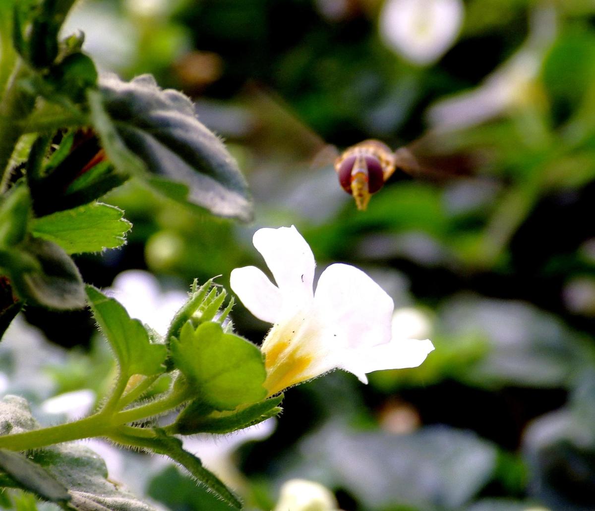 IMGP0923