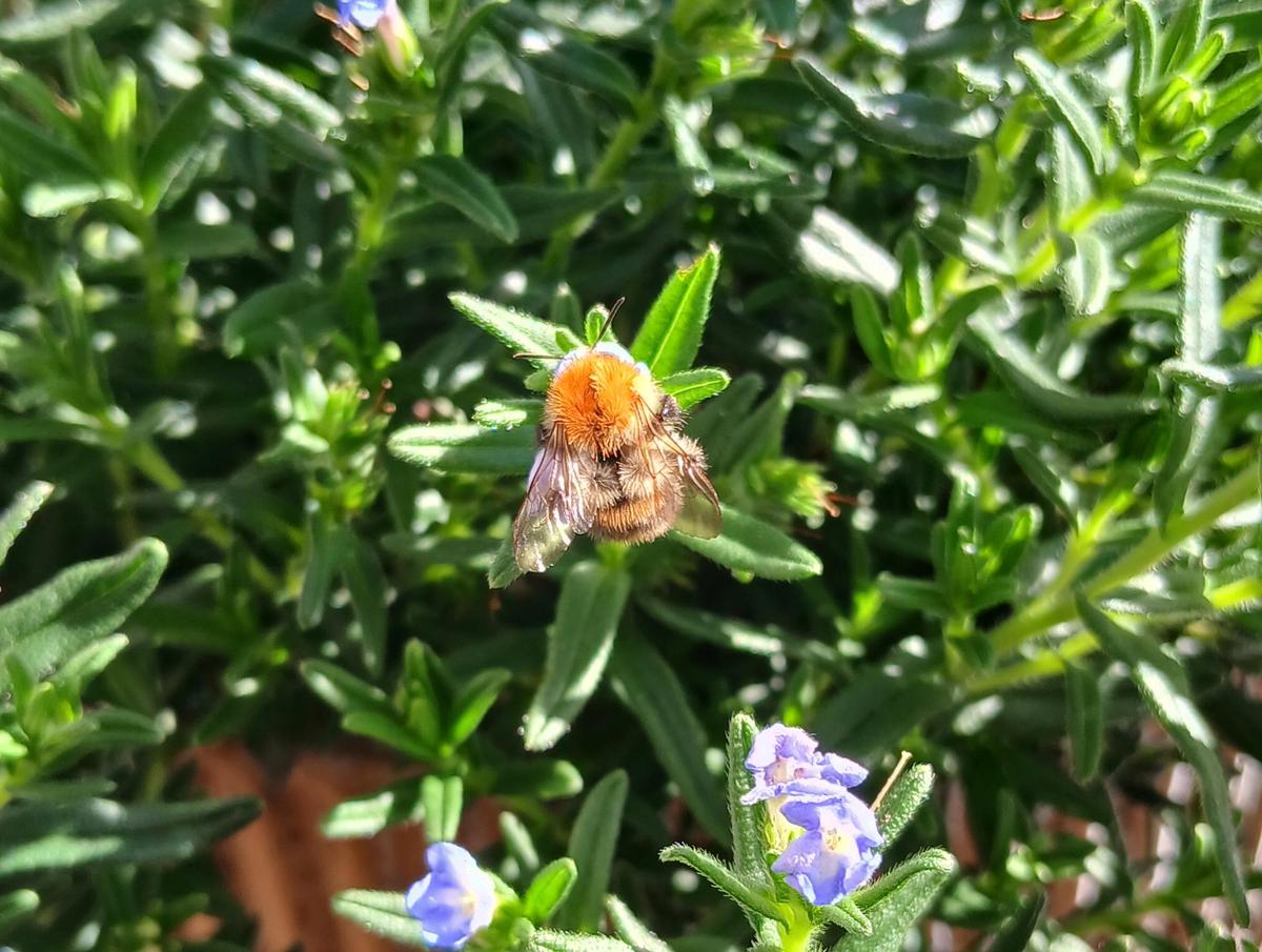 Ackerhummel II