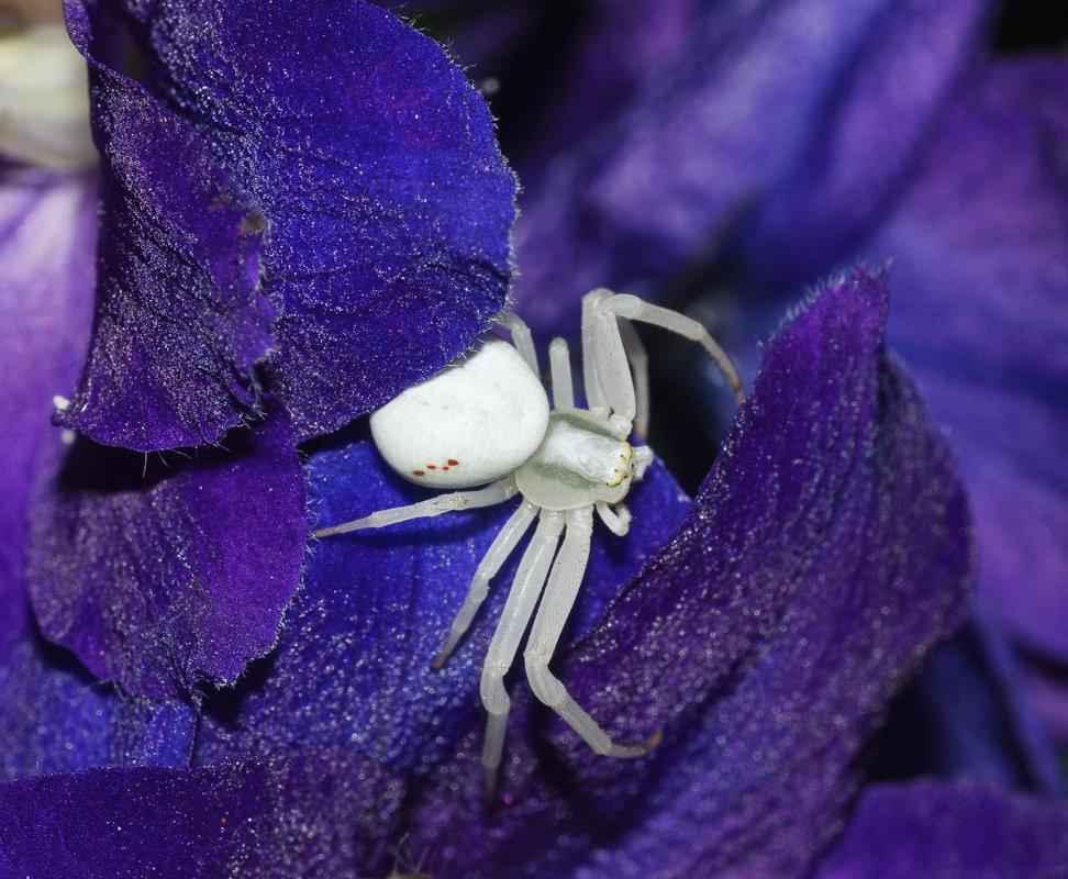 csm Misumena vatia Misumena vatia 006 a3