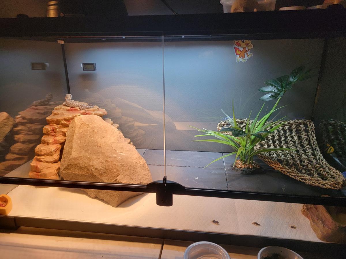 help-advice-on-terrarium-layout-v0-svjgt