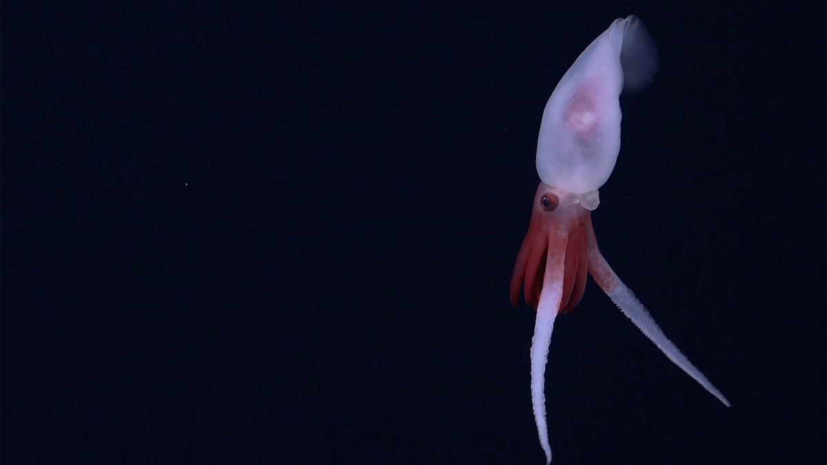 promachoteuthis-squid