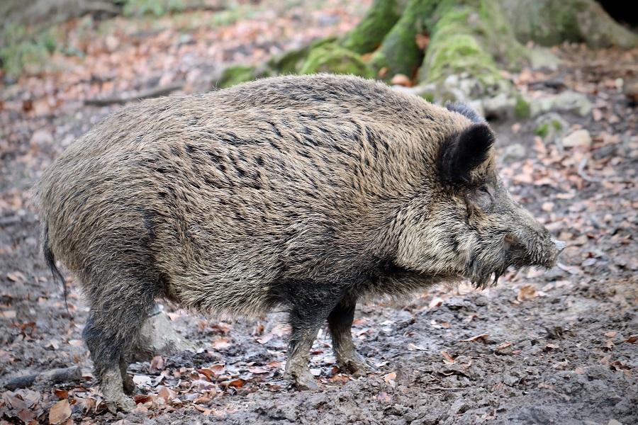 begegnung-mit-einem-wildschwein bild von